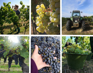 Fazit der Weinlese 2019